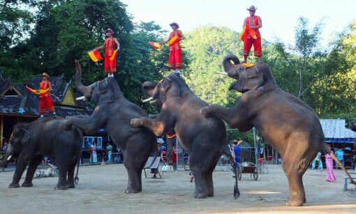 【西双版纳出发】西双版纳最佳旅游时间｜原始森林公园+野象谷+勐泐大佛寺双飞3天游